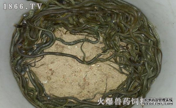 水律蛇養(yǎng)殖新技巧揭秘，高效養(yǎng)殖方法與實(shí)用操作指南