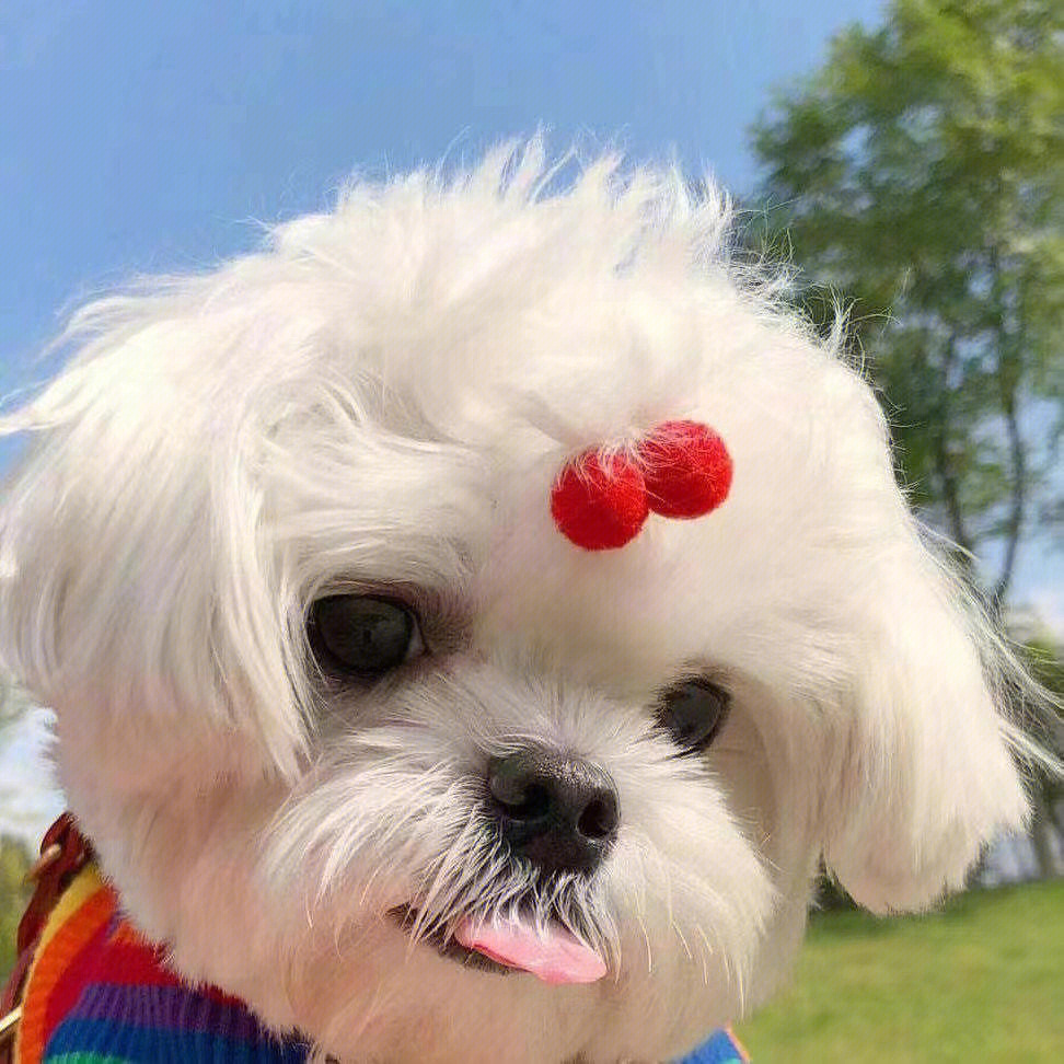 最新狗狗頭像，展現(xiàn)變化、學(xué)習(xí)與自信的力量