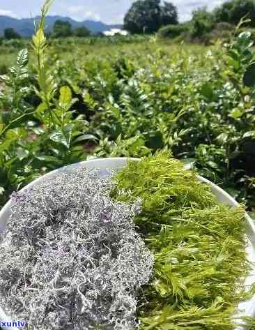 張家界莓茶價(jià)格探索之旅，自然美景與內(nèi)心寧?kù)o的尋找