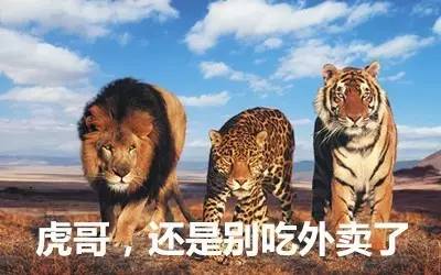 最新虎獅，學習變革的力量，自信與成就感的崛起之路