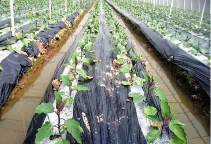 10公斤黑地膜價(jià)格,溫馨農(nóng)田里的秘密，一段關(guān)于黑地膜與友情的趣事