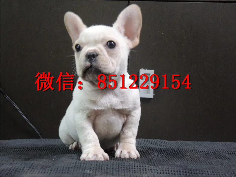 法牛犬行情走勢揭秘，溫馨日常背后的市場趨勢