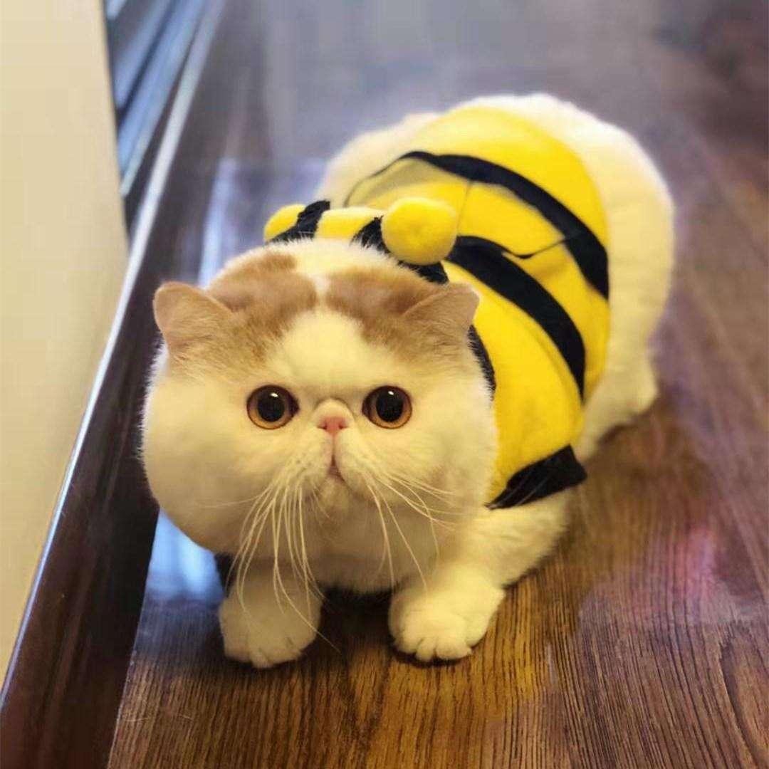 加菲貓價(jià)格多少錢(qián)一只,加菲貓，價(jià)格背后的溫馨故事