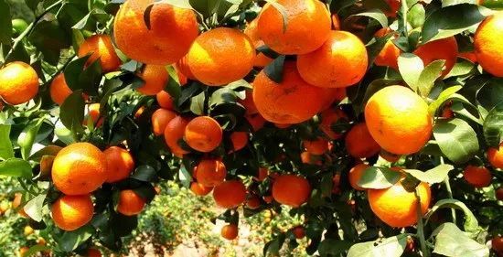 沙糖桔演員，科技與生活完美融合的高科技產(chǎn)品展示