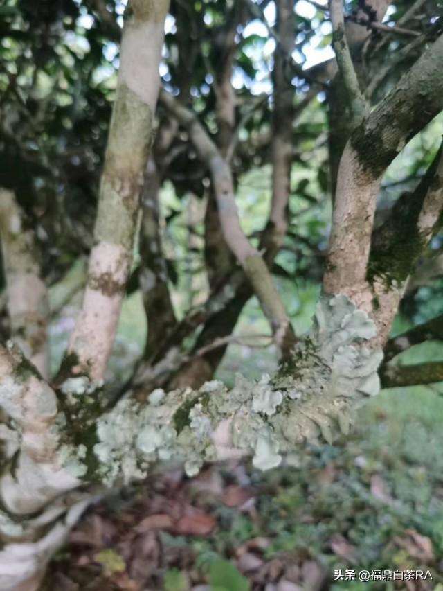 老樅紅茶價(jià)格，深度探討歷史背景與地位影響下的價(jià)格走勢(shì)