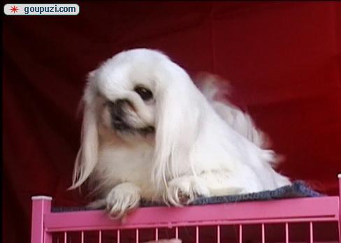 秀珍犬價格行情揭秘，變化中的市場行情與學(xué)習(xí)自信的力量