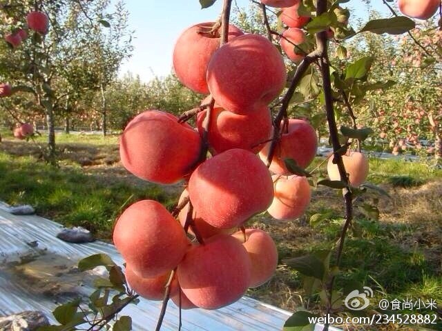 阿克蘇蘋果上市時(shí)間詳解，全面步驟指南