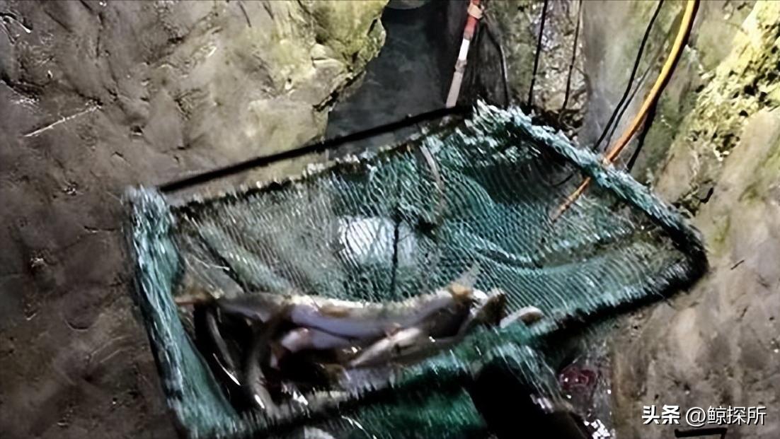 科技新星項(xiàng)寶貝思，重塑生活體驗(yàn)的最新章節(jié)