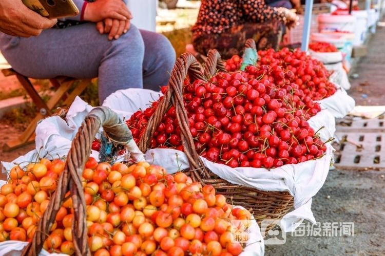 煙臺櫻桃上市,煙臺櫻桃上市，小巷深處的甜蜜誘惑