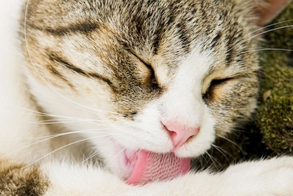 最新人類研究動態(tài)的深度解析與觀點(diǎn)闡述