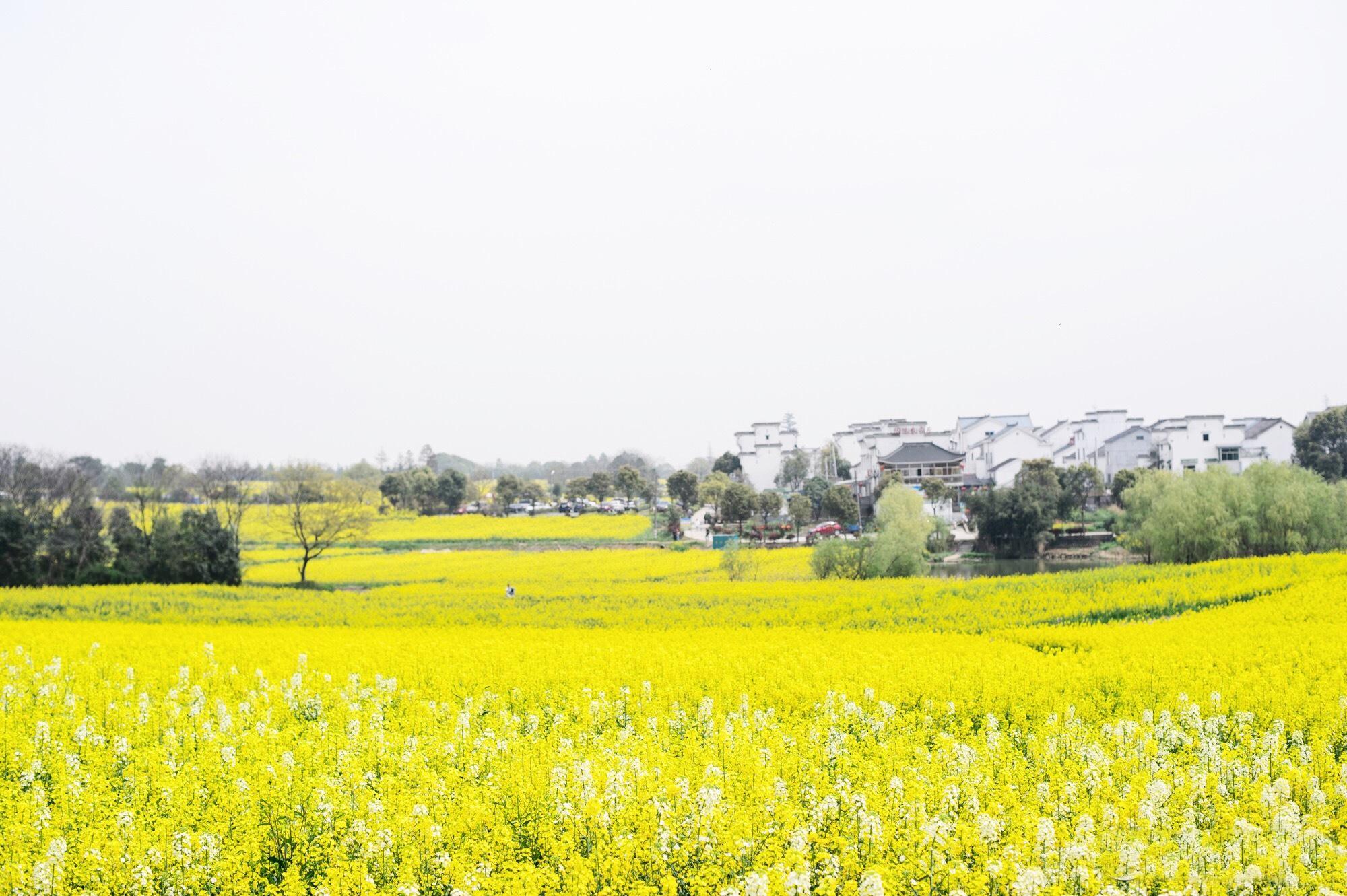 南京地鐵S9最新動態(tài)與巷弄深處的獨(dú)特小店探秘揭秘