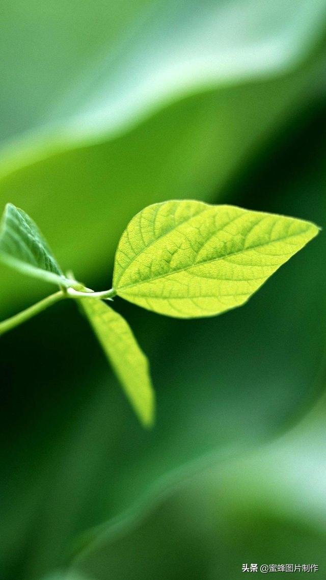 最新護(hù)眼美圖，步驟指南與美圖欣賞