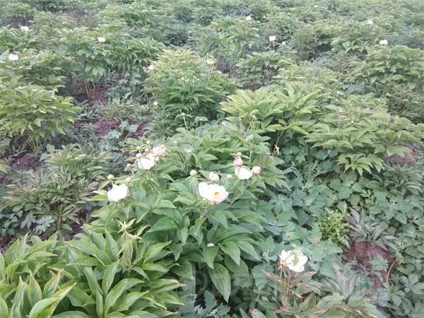 赤芍行情深度解析，小巷特色藥材探尋之旅