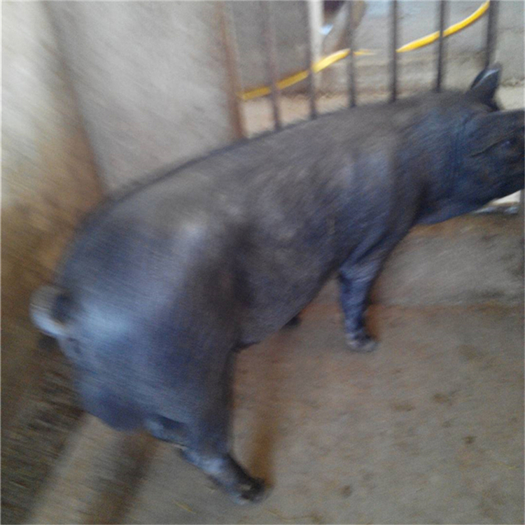 太湖母豬行情，逆風(fēng)中的自信與成就感展現(xiàn)