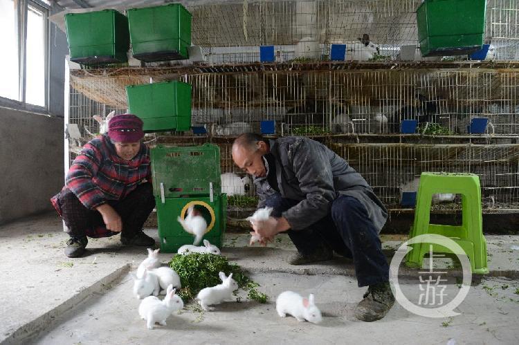 今年養(yǎng)兔行情分析，市場(chǎng)趨勢(shì)與前景展望