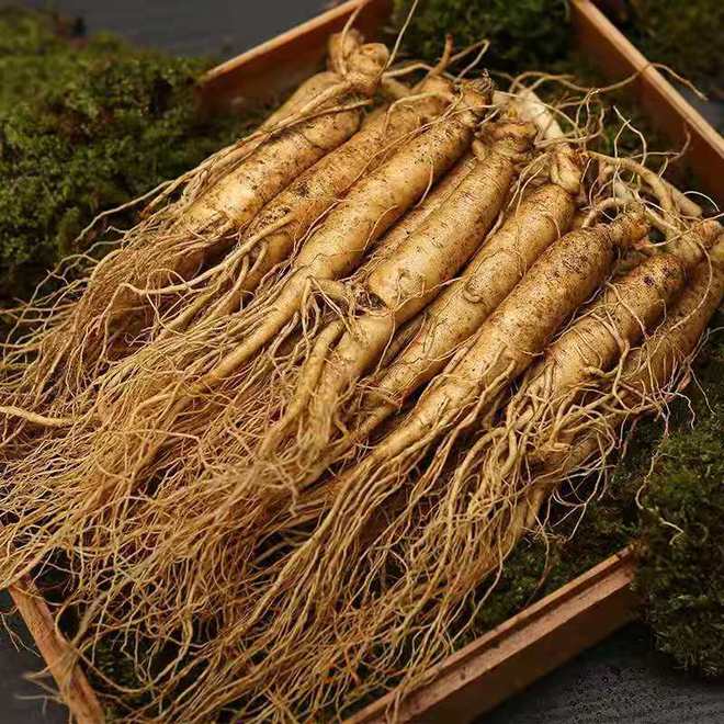 東北野山參價(jià)格,東北野山參價(jià)格，時(shí)代的印記與價(jià)值的波動(dòng)