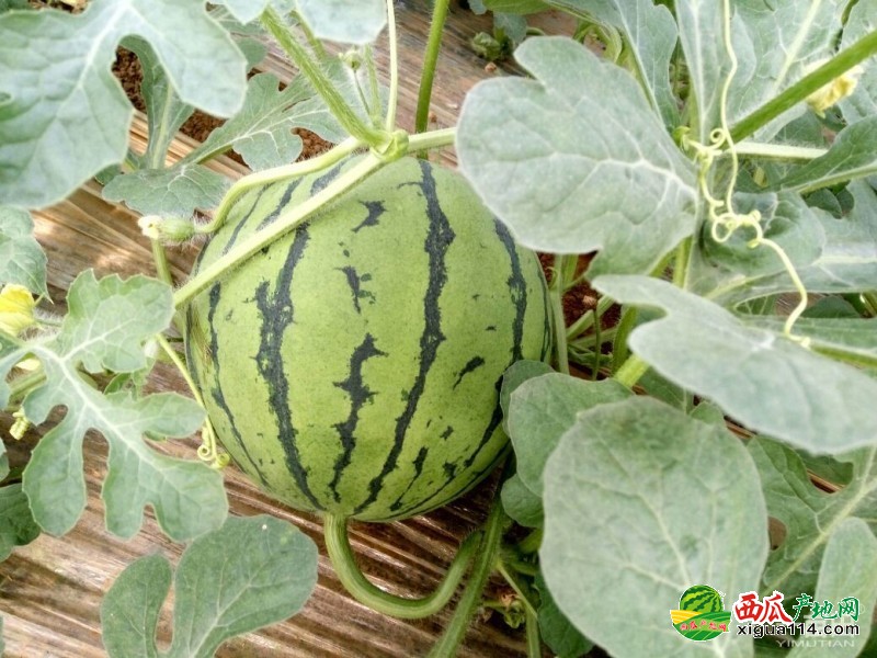 青州西瓜最新價格行情，科技賦能下的新鮮體驗