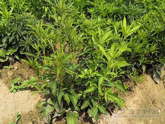 白術(shù)最新行情及深度分析