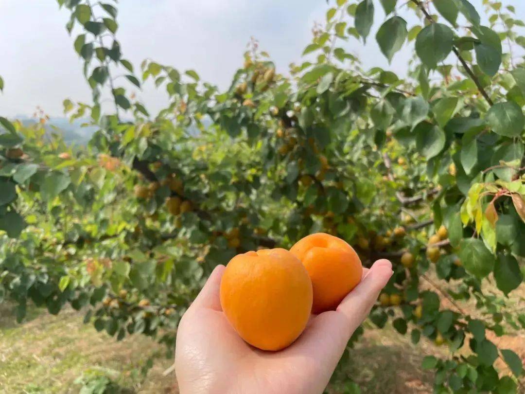 杏吧資訊速遞，引領(lǐng)時(shí)尚潮流，傳遞熱門(mén)信息的新高地門(mén)戶(hù)