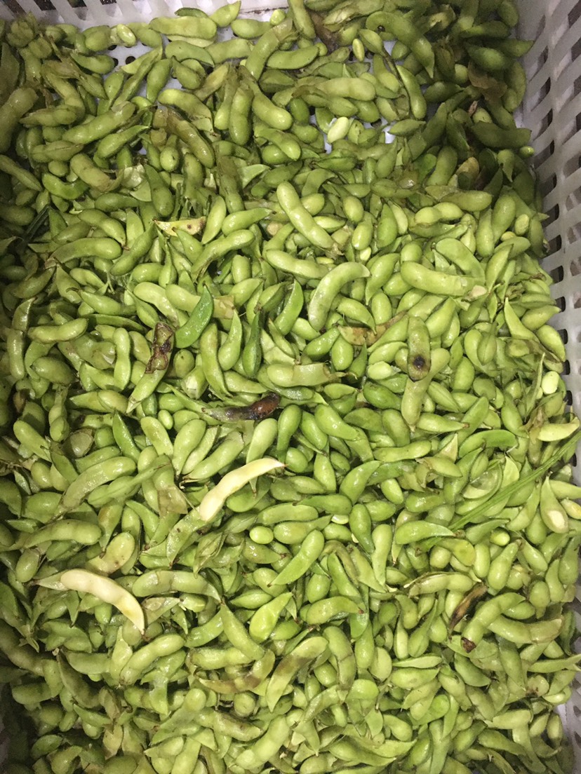 海南毛豆價(jià)格最新行情，友情故事與實(shí)時(shí)市場動(dòng)態(tài)