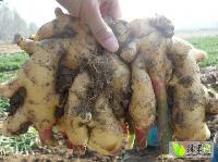 今日山東生姜價格行情,今日山東生姜價格行情，變化中的學(xué)習(xí)，賦予我們力量