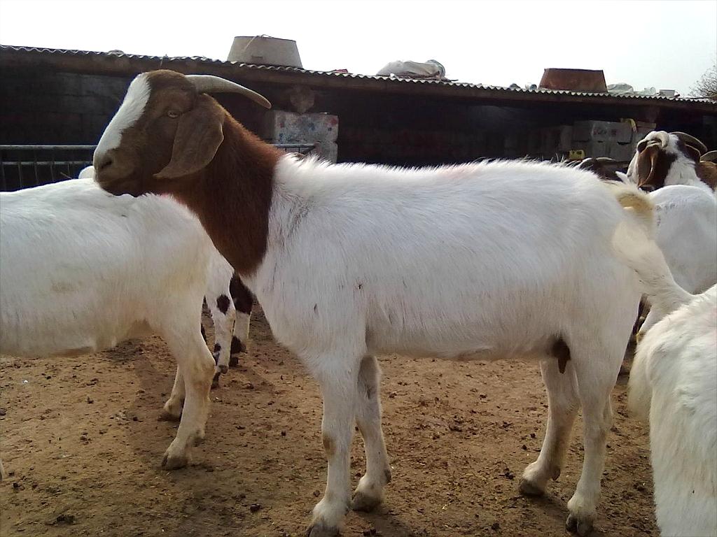 山羊價格，歷史背景、重要事件與地位探究