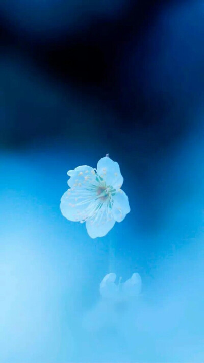 最新手機屏保圖片精選，愛的紐帶與溫馨日常之美