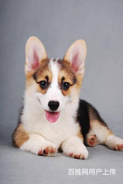 純種柯基價(jià)格，科技與生活的融合之選