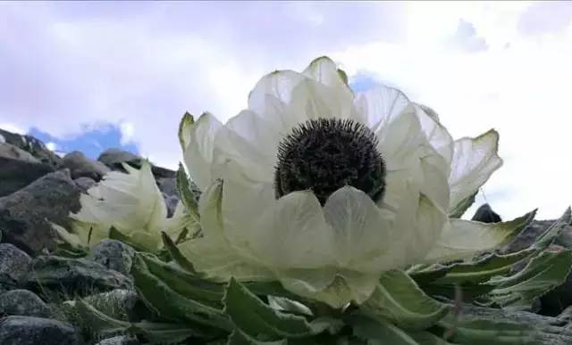 天山野生雪蓮，傳奇價值與地位的獨特價格