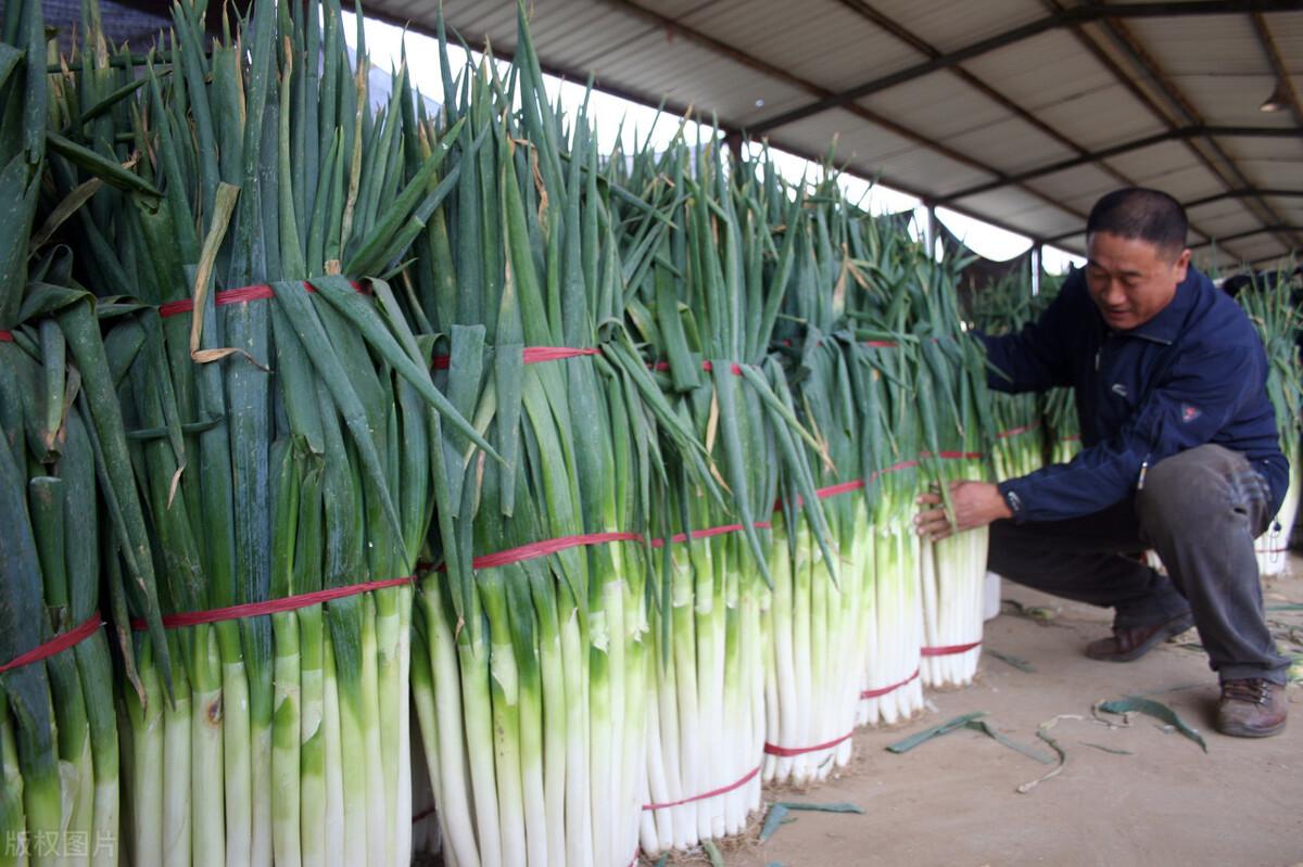 2017年大蔥行情分析與應(yīng)對策略指南