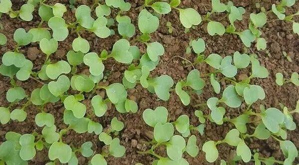 上海青最新價(jià)格行情,時(shí)代脈絡(luò)下的市場(chǎng)波動(dòng)