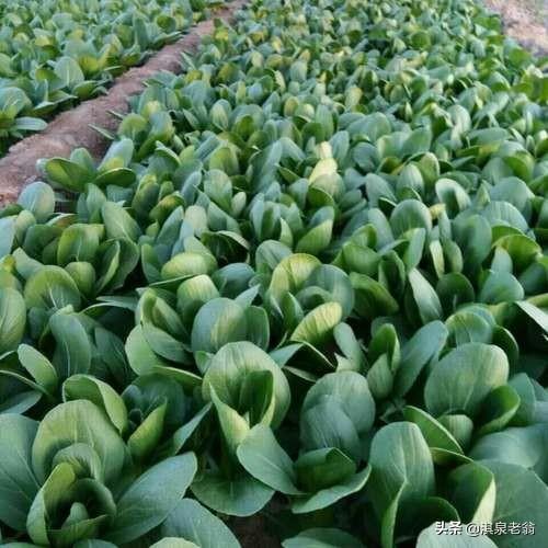 上海青最新價(jià)格行情,時(shí)代脈絡(luò)下的市場(chǎng)波動(dòng)