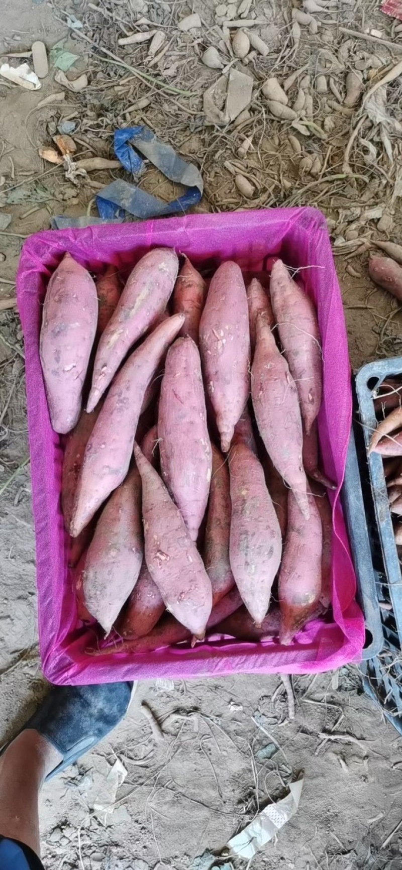 西瓜紅紅薯價格行情解析與趨勢分析