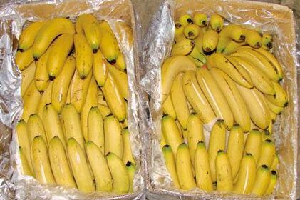 揭秘2017年香蕉行情走勢預(yù)測