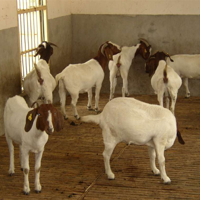 山羊價(jià)行情揭秘，小巷深處的獨(dú)特風(fēng)味