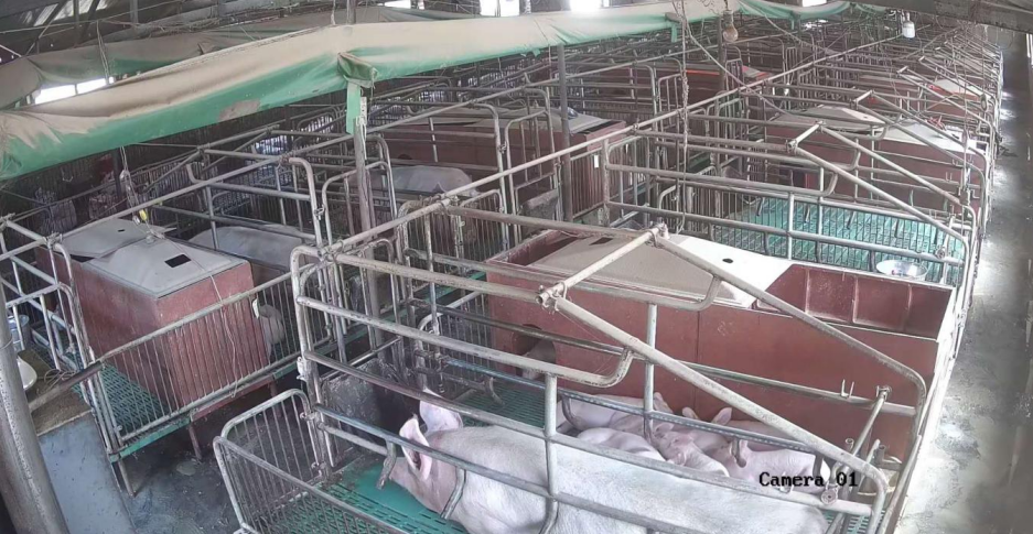 “最新母豬產(chǎn)床技術(shù)”,最新母豬產(chǎn)床技術(shù)，一場技術(shù)與自信的革新之旅