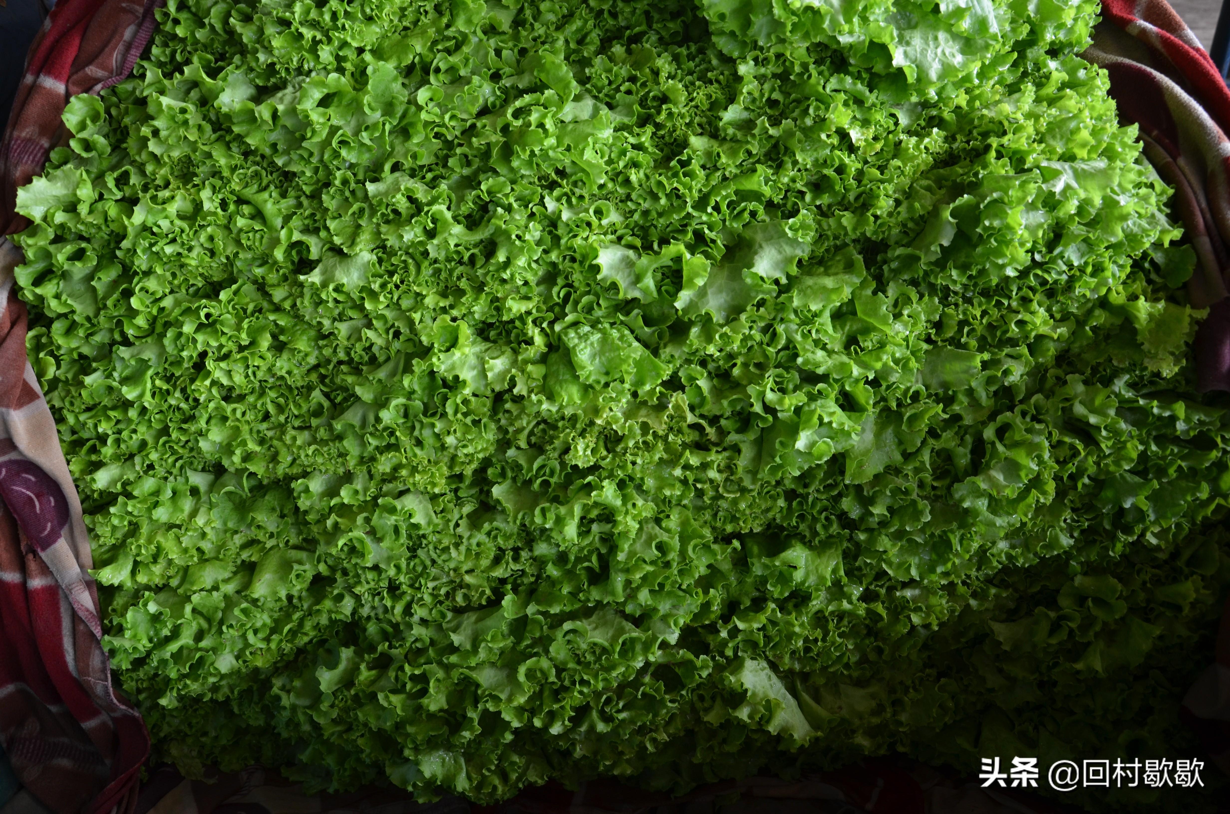 科技引領(lǐng)新生活，最新菜花價格行情實時掌握