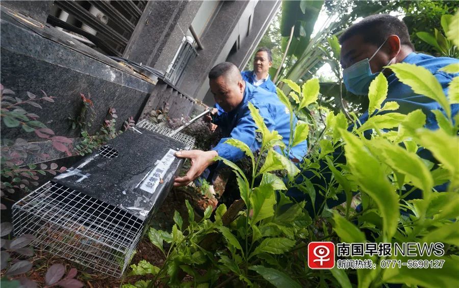 小巷神秘寶藏揭秘，最新捕蛇籠探秘