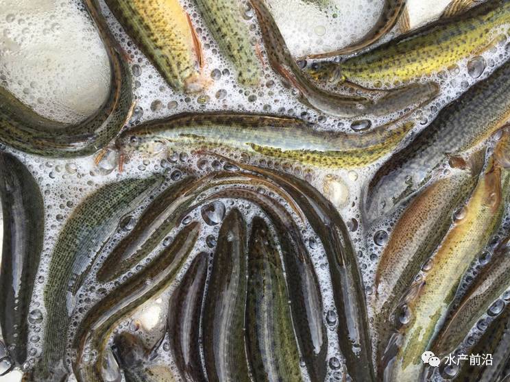 臺灣泥鰍價格最新動態(tài)報告，最新行情解析