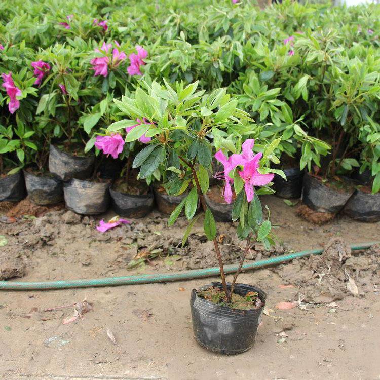 毛杜鵑價格,毛杜鵑價格大解密你的省錢攻略來了！