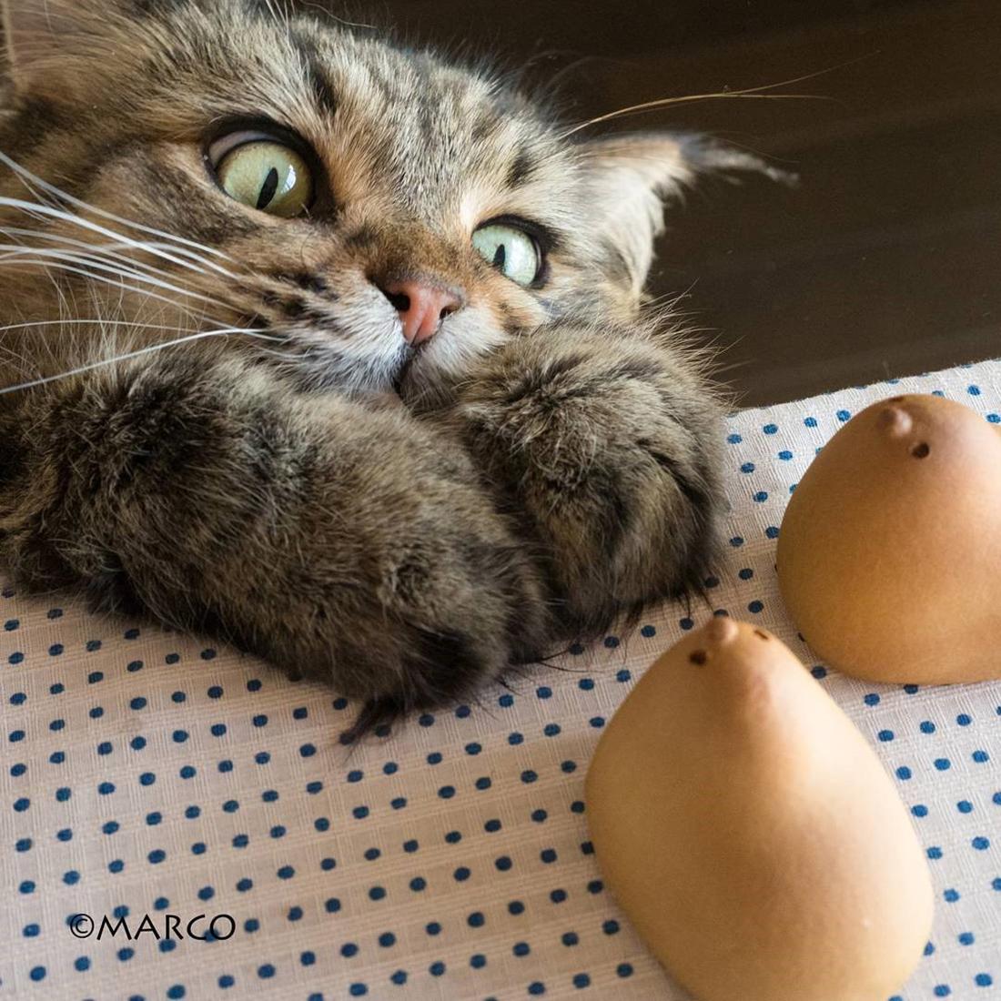 快貓最新科技產(chǎn)品革新，引領(lǐng)未來生活新潮流