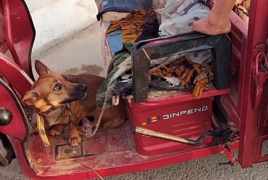 狗肉最新價格，小巷深處的味覺盛宴揭秘