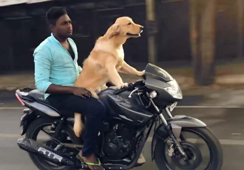 最新遛狗方式，愛(ài)的紐帶與溫馨日常的體驗(yàn)