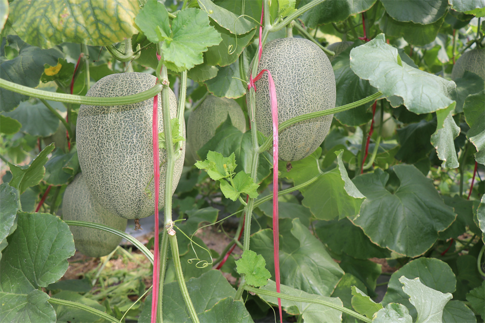 哈密瓜上市季節(jié)、品種與市場供應(yīng)解析，幾月份是哈密瓜的盛宴？