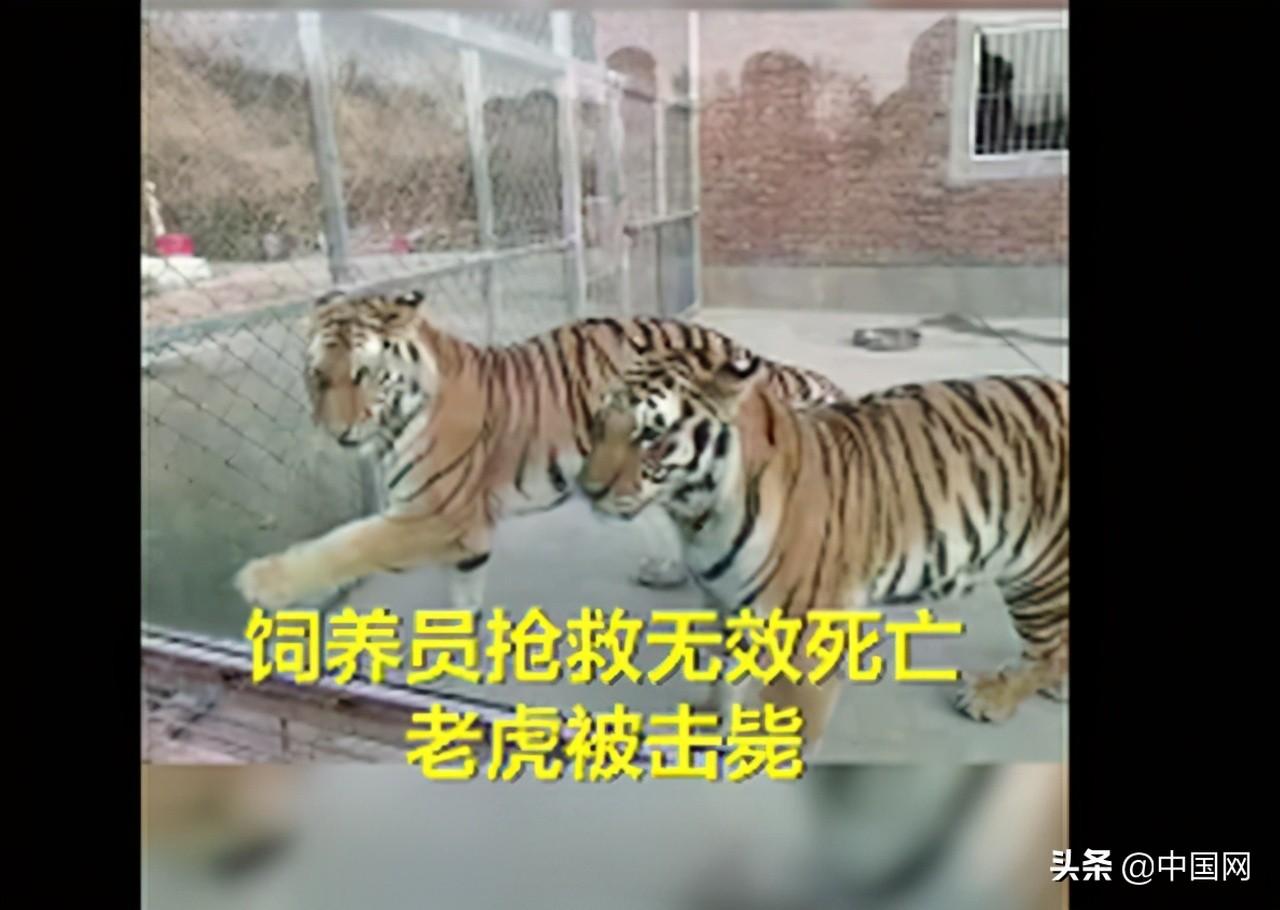 老虎傷人事件最新動(dòng)態(tài)揭秘，小紅書專欄關(guān)注事件進(jìn)展????