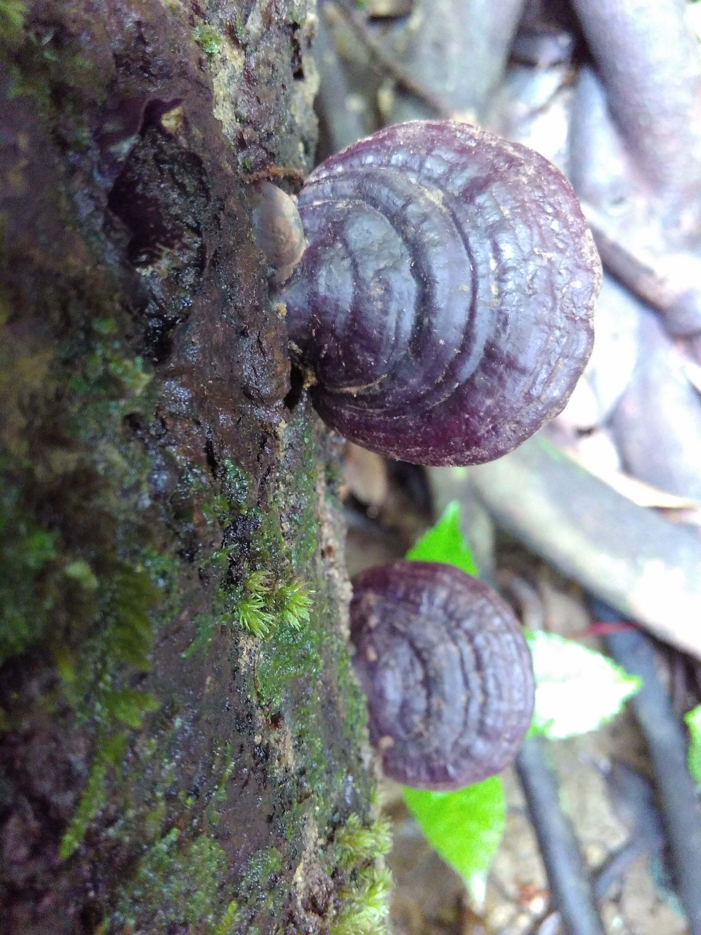 赤靈芝價(jià)格解析，市場(chǎng)價(jià)、市場(chǎng)分析與觀點(diǎn)探討