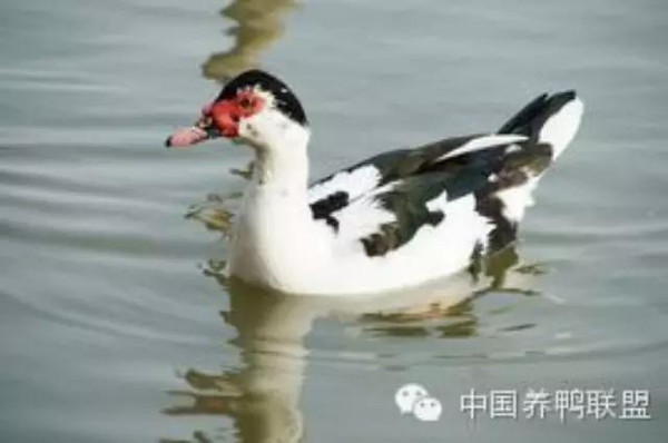 鴛鴦鴨行情，一只鴨子背后的勵(lì)志故事