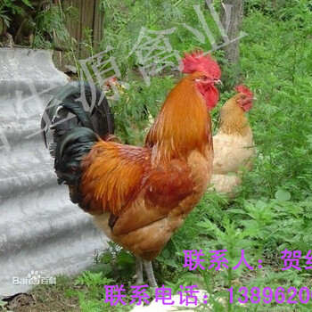 柴雞價(jià)格最新行情及小巷深處的味覺(jué)探秘之旅