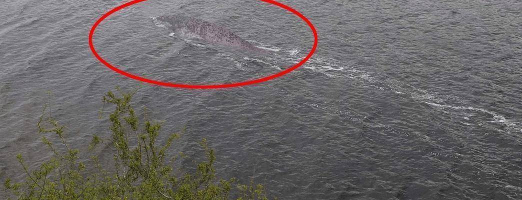 羅平板橋神秘生物最新報道，不明生物現(xiàn)身！