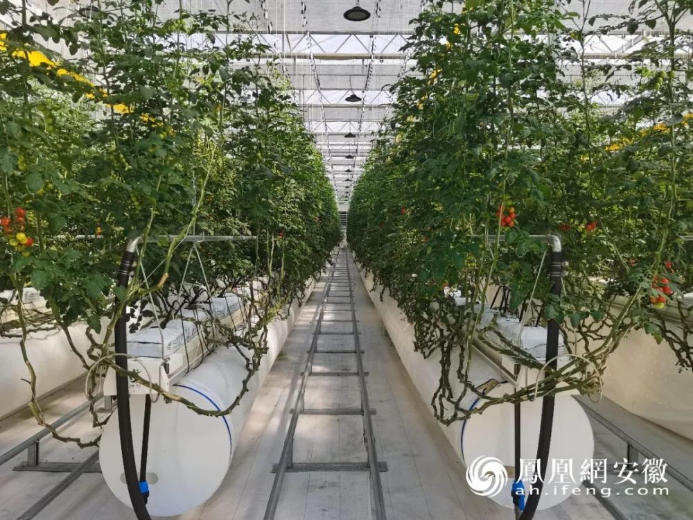 現(xiàn)代溫室種植技術(shù)深度解析